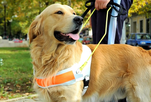 Displayed is a golden retriever guide dog.